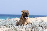 SHAR-PEI 103